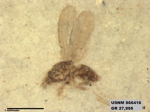 Insecta