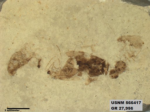 Genus sp