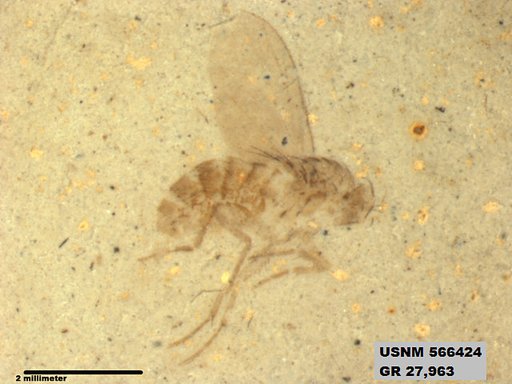 Insecta