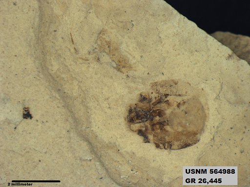 Genus sp