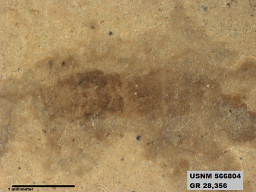 Insecta