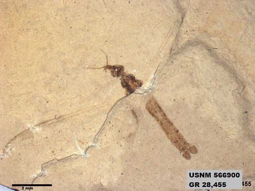 Genus sp