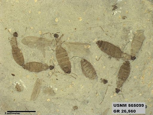 Genus sp