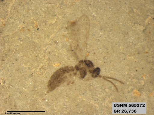 Insecta