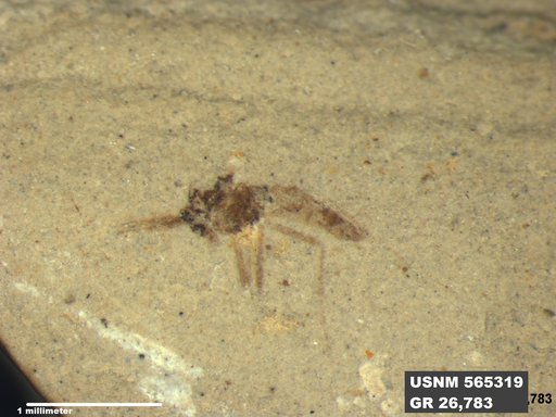 Genus sp