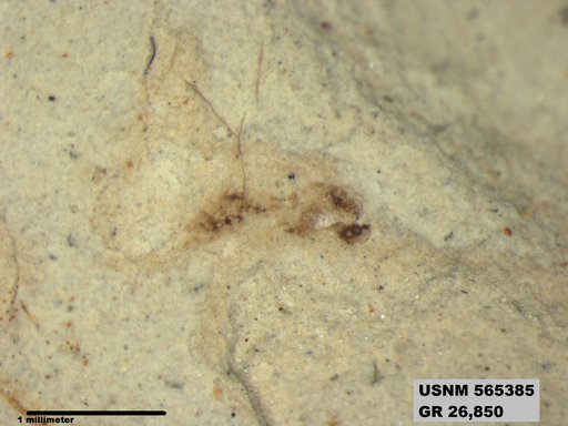 Insecta