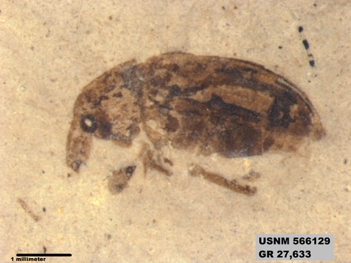 Insecta