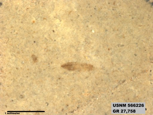 Insecta