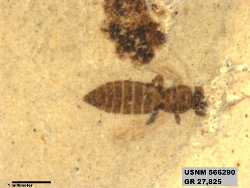 Insecta