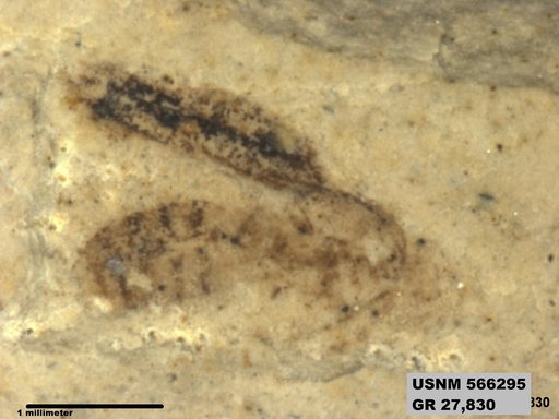 Insecta