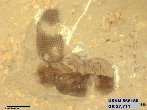 Insecta