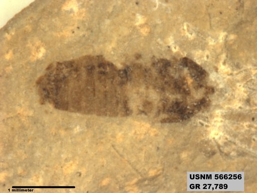 Insecta