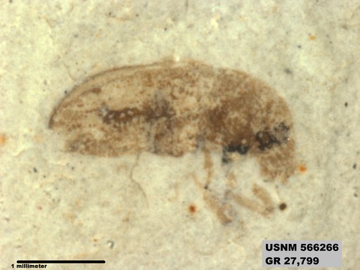 Genus sp