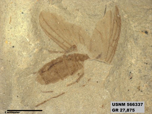 Genus sp