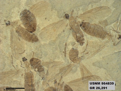 Genus sp