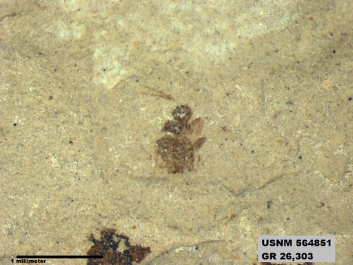 Genus sp
