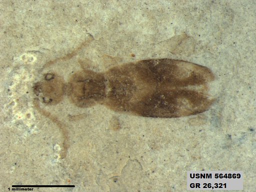 Genus sp