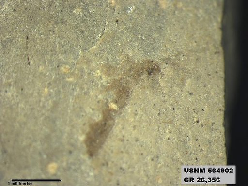 Genus sp