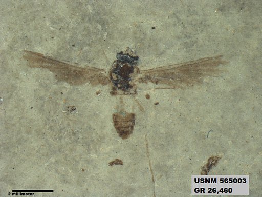 Insecta