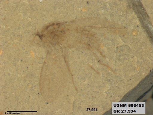 Insecta