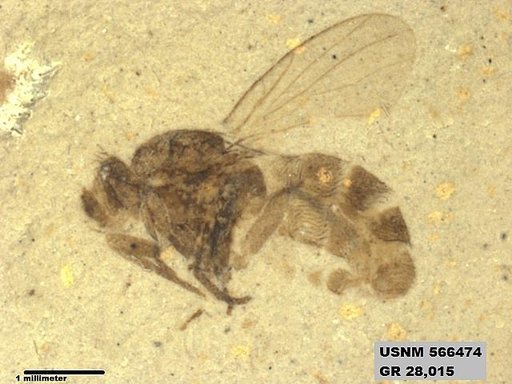 Insecta