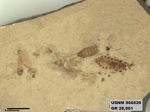 Genus sp