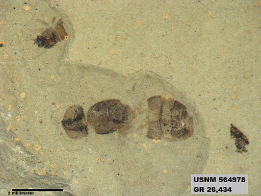 Genus sp