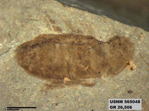 Insecta
