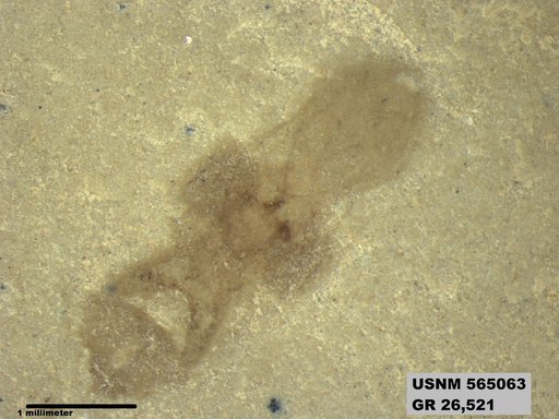 Genus sp