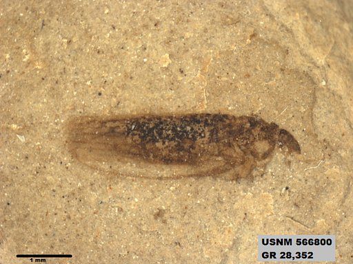Genus sp