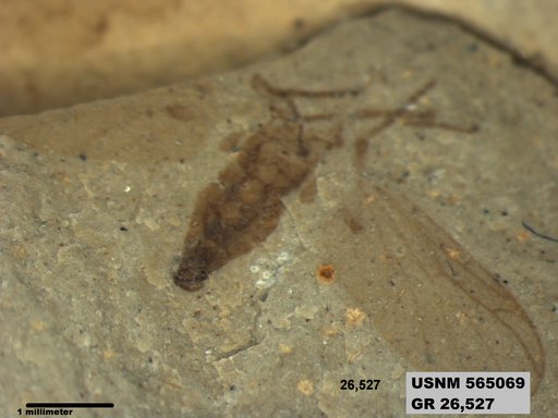 Genus sp