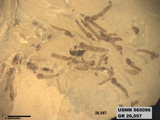 Genus sp