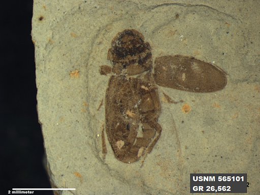 Insecta