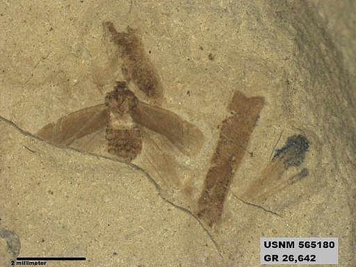 Genus sp