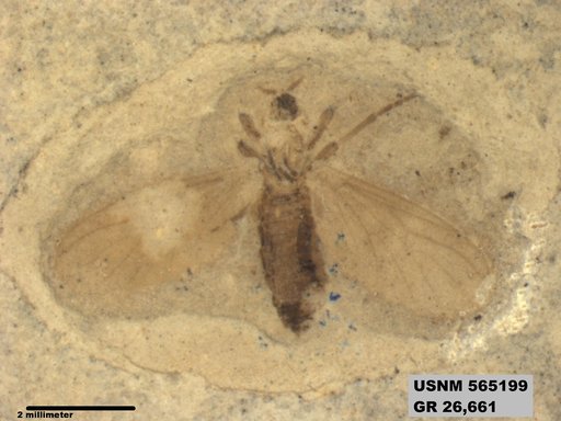 Genus sp
