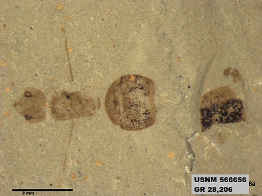 Genus sp