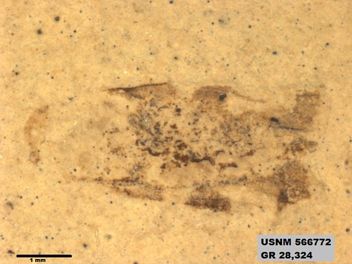 Genus sp