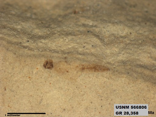 Genus sp