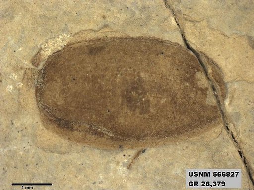 Insecta