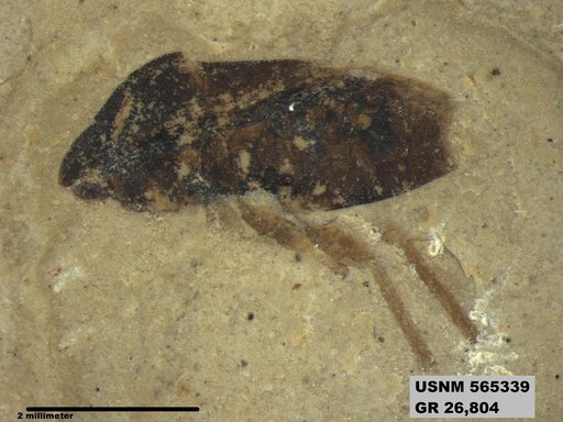 Insecta