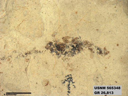 Insecta