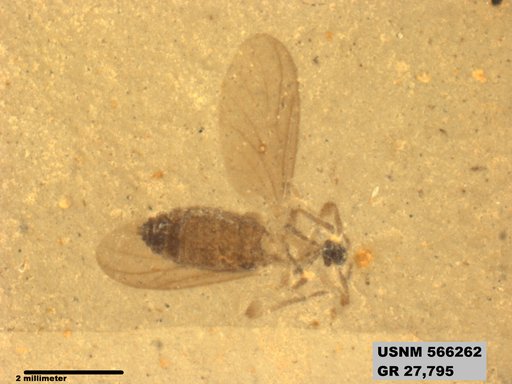 Genus sp