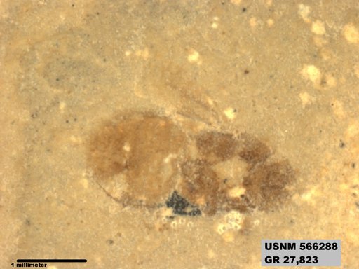 Genus sp