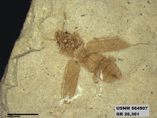 Insecta