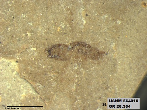 Genus sp