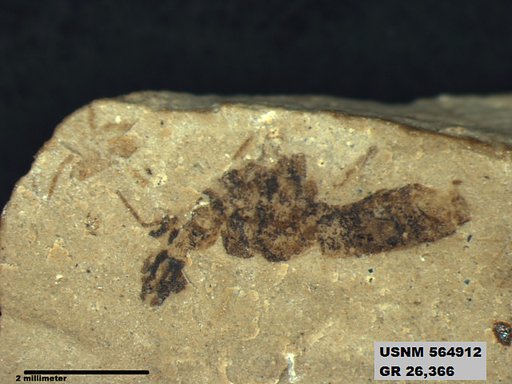 Genus sp