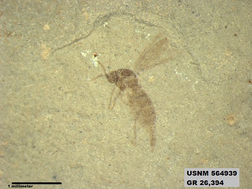 Insecta