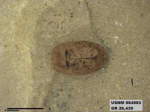 Insecta