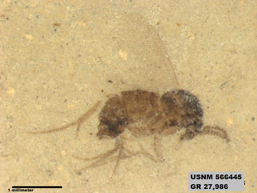 Insecta
