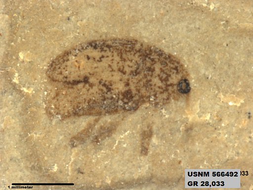Insecta